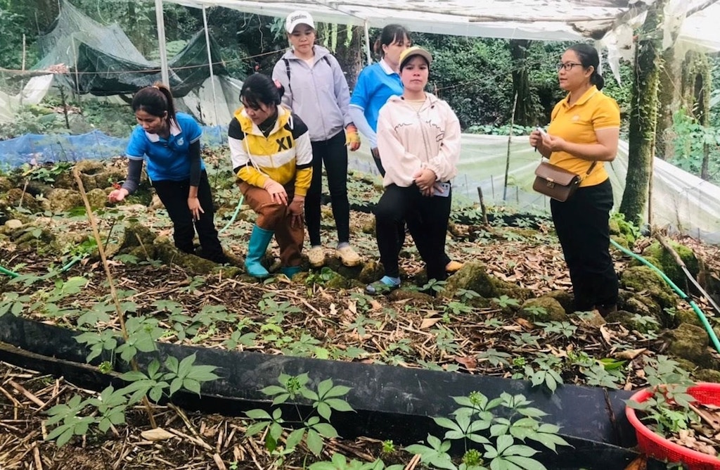 HTX Cộng đồng Ngọc Linh đang đóng vai trò dẫn dắt, giúp bà con vùng cao xã Trà Linh có thu nhập ổn định từ cây sâm Ngọc Linh.