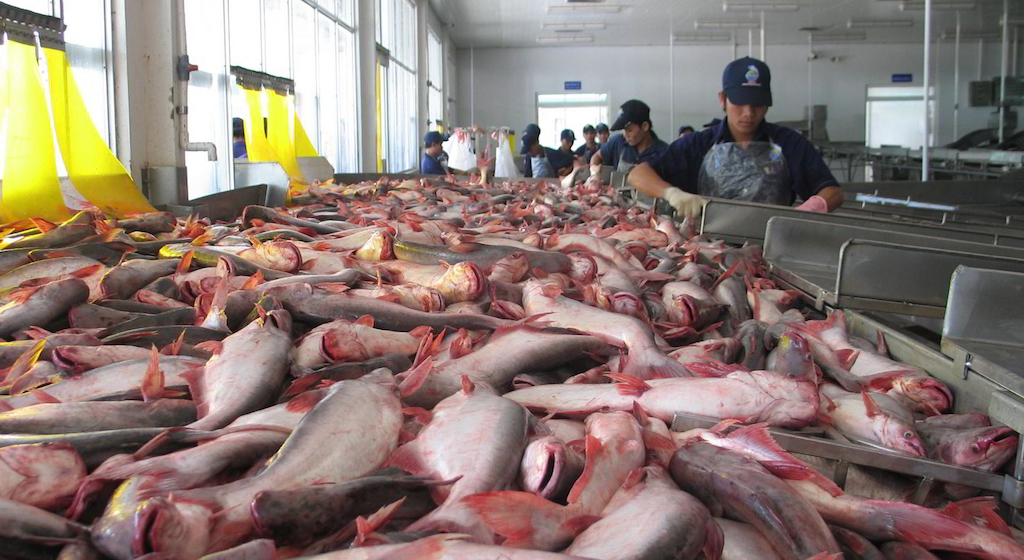 Trước nguy cơ bị áp thuế đối ứng từ Mỹ, một số doanh nghiệp XK cá tra chuyển sang các sản phẩm chế biến sâu, chất lượng cao để nâng giá trị, đồng thời tránh rủi ro bị đội giá sau thuế.