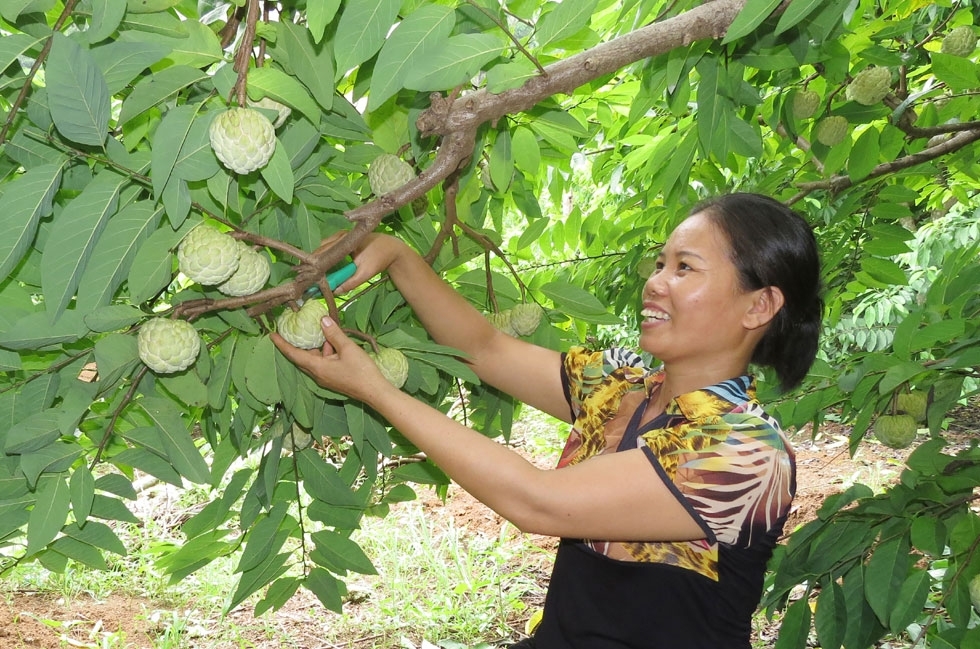 Người nông dân khi tham gia vào THT sản xuất na VietGAP xã Chi Lăng được hướng dẫn quy trình chăm sóc theo hướng VietGAP và được ký kết hợp đồng bao tiêu sản phẩm.