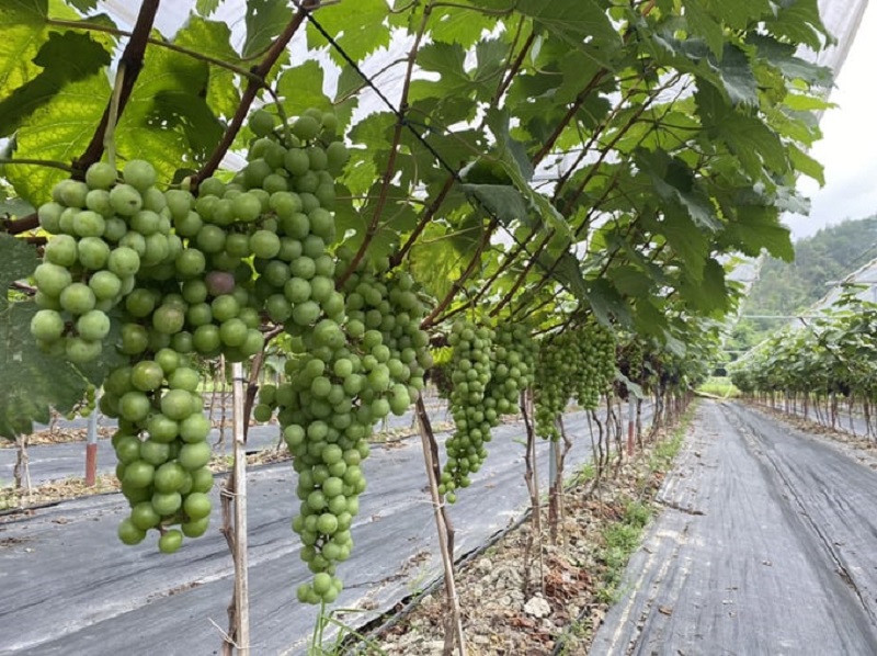 Mô hình trồng nho sữa của gia đình chị Trần Thị Vân đã mang về nguồn thu hàng trăm triệu đồng/năm.
