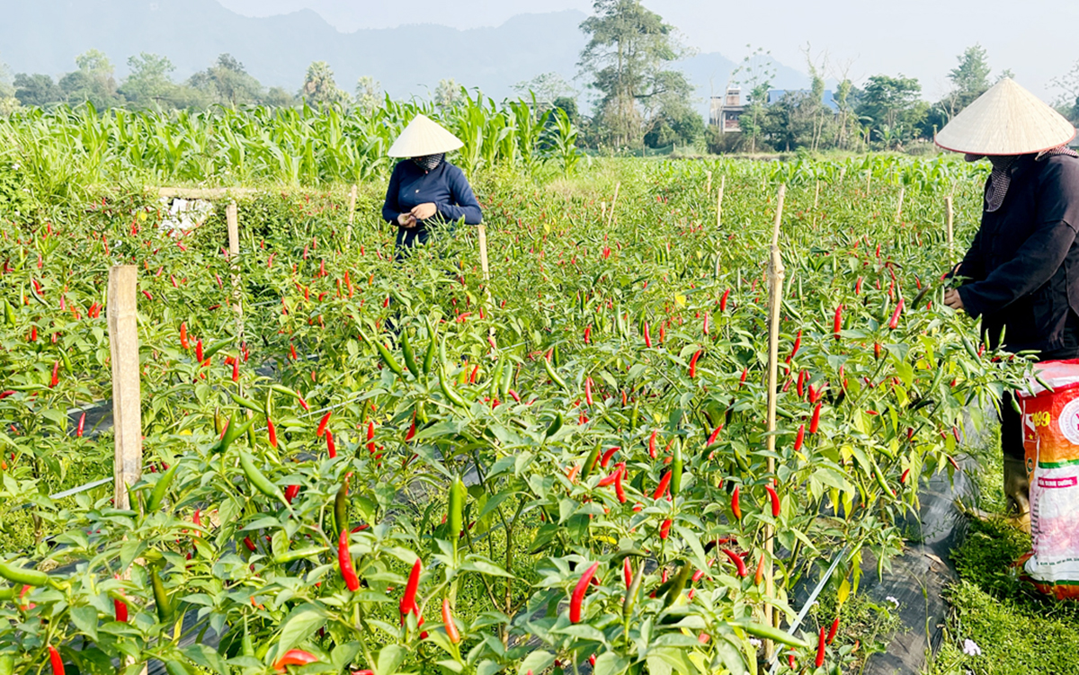Liên kết thành lập HTX là chìa khóa giúp nông dân tăng nội lực, nâng cao hiệu quả kinh tế.