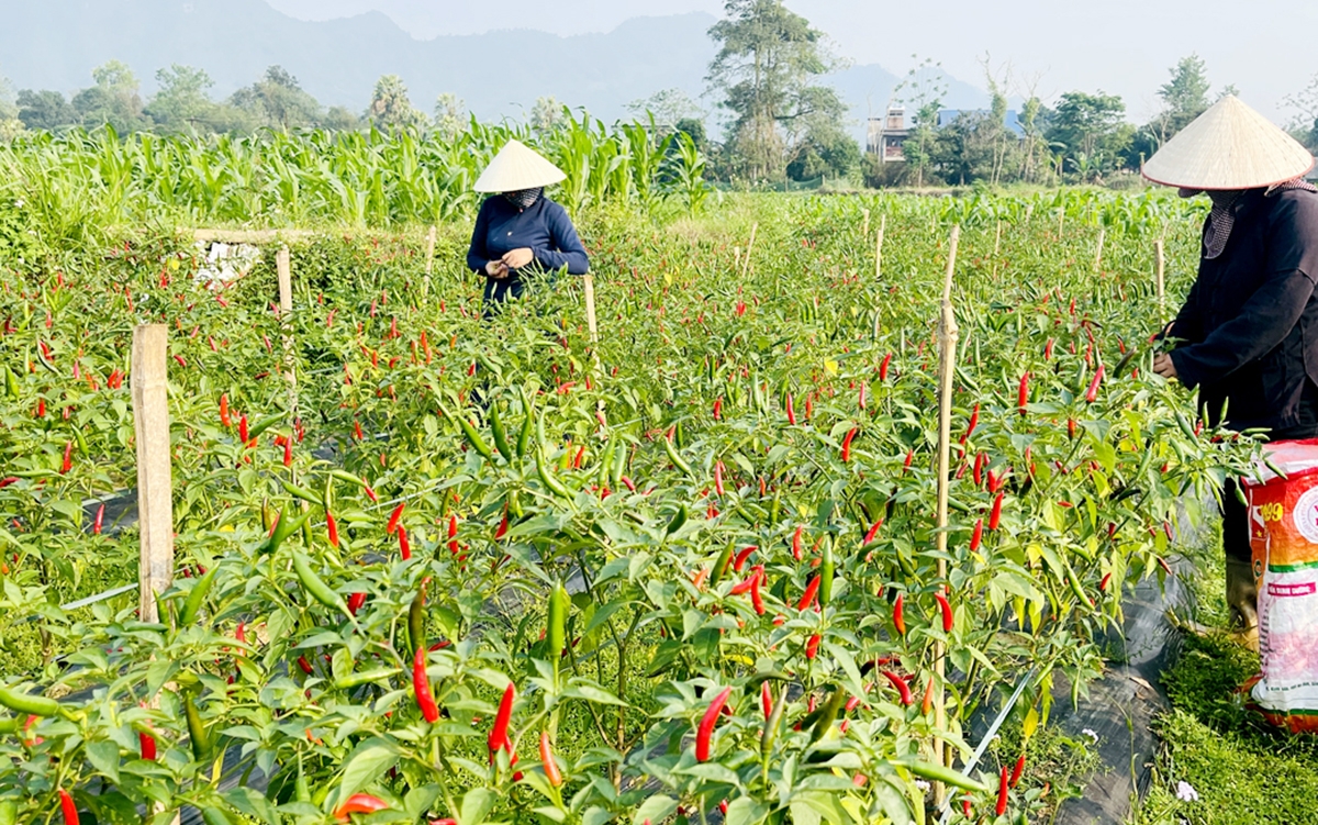 Liên kết thành lập HTX là chìa khóa giúp nông dân tăng nội lực, nâng cao hiệu quả kinh tế.