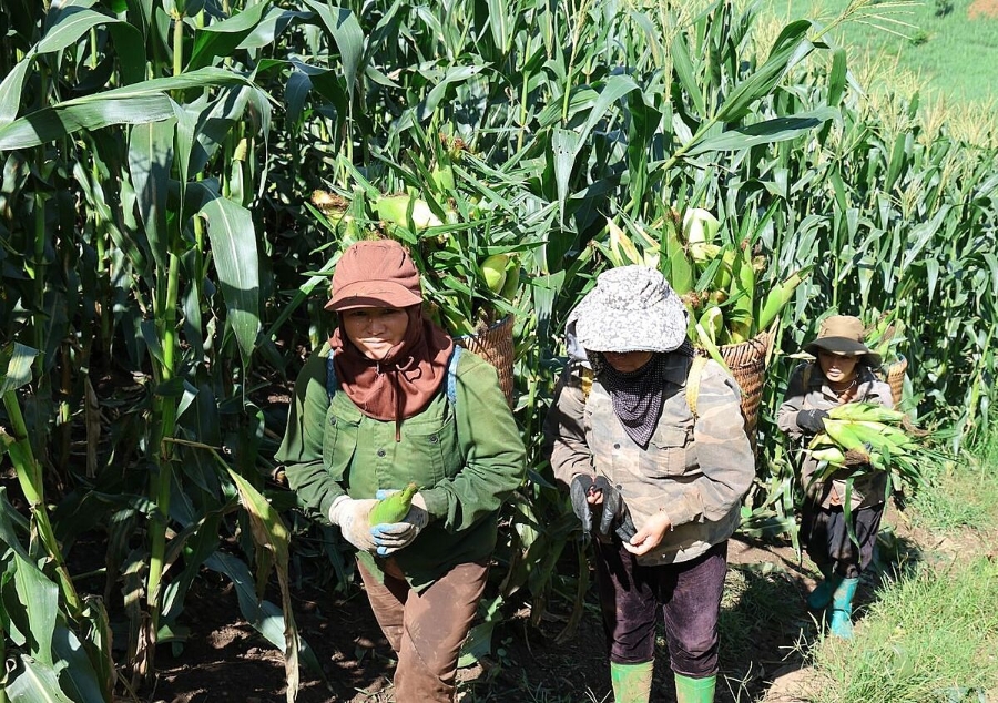 Ngô sau khi thu hoạch được mang đến điểm tập kết bán cho thương lái, HTX, doanh nghiệp thu mua.