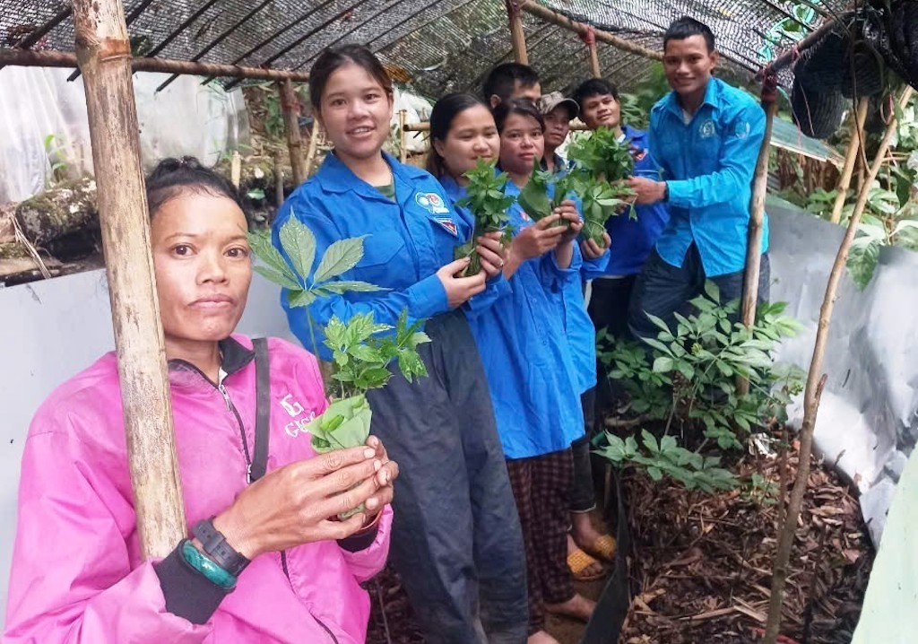 Việc tặng sâm Ngọc Linh giống giúp hộ nghèo ở xã Trà Linh có sinh kế, phát triển kinh tế gia đình.