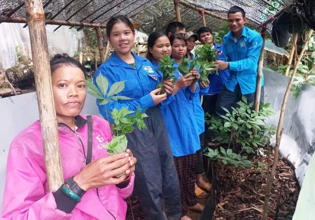 Việc tặng sâm Ngọc Linh giống giúp hộ nghèo ở xã Trà Linh có sinh kế, phát triển kinh tế gia đình.