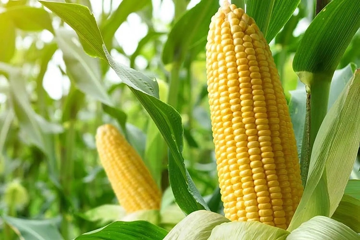 Hiệu quả kinh tế cao từ mô hình trồng cây ngô ngọt bền vững.