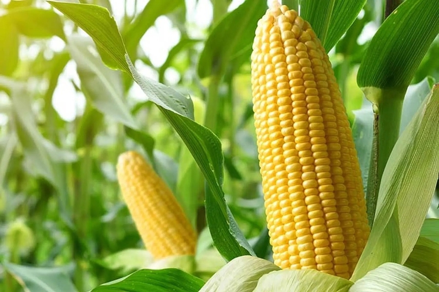 Hiệu quả kinh tế cao từ mô hình trồng cây ngô ngọt bền vững.