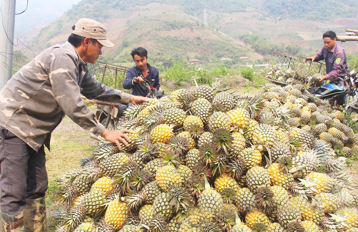 Các HTX là cầu nối giúp nông dân vùng cao nâng cao hiệu quả sản xuất, vươn lên thoát nghèo.