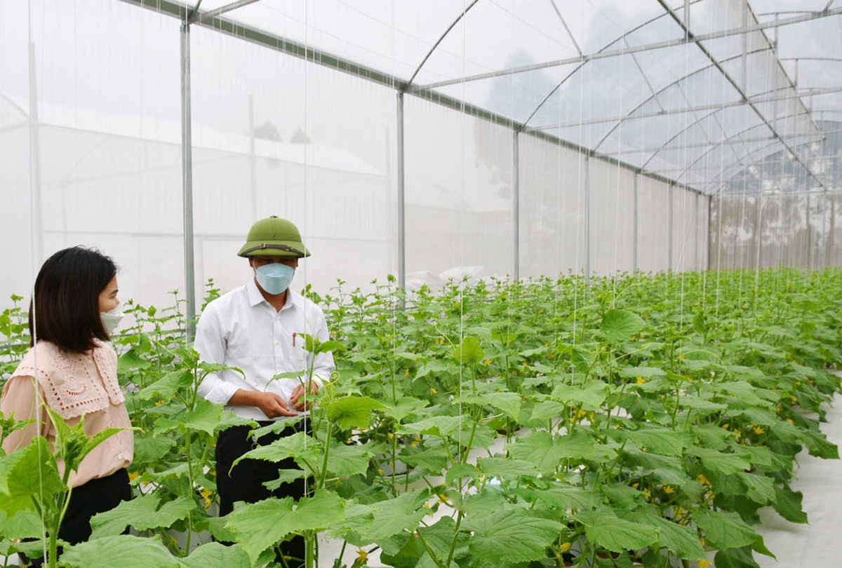 Nông nghiệp công nghệ cao là chìa khóa làm giàu của HTX, nông dân ở Bắc Ninh &lpar;Ảnh: BBN&rpar;.