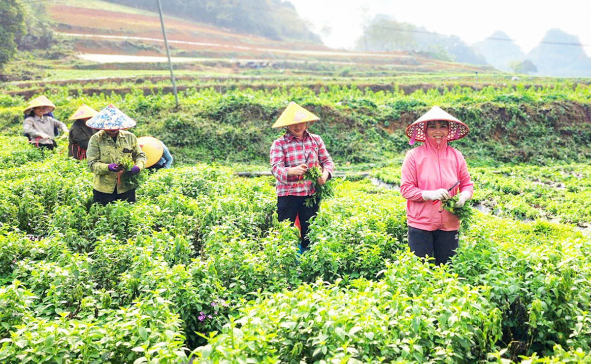 Cỏ ngọt đem lại nhiều triển vọng nâng cao thu nhập cho người dân Cao Bằng &lpar;Ảnh: BCB&rpar;.