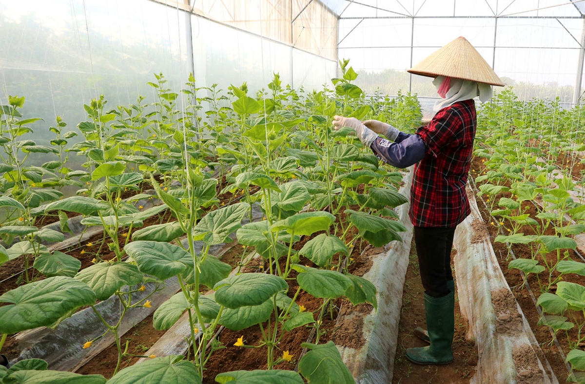 Ngành nông nghiệp tỉnh Bắc Ninh dự kiến thúc đẩy nông nghiệp công nghệ cao để nâng cao thu nhập cho người dân &lpar;Ảnh:BBN&rpar;.