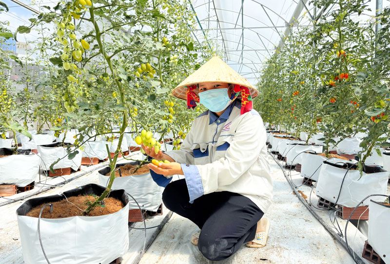 Năm 2024, tỉnh Vĩnh Long có 29 HTX xếp loại tốt, 6 HTX xếp loại khá.