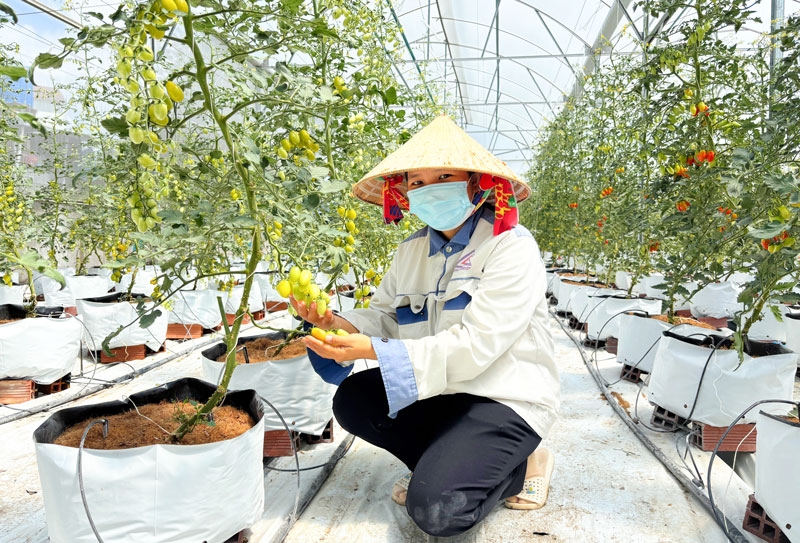 Năm 2024, tỉnh Vĩnh Long có 29 HTX xếp loại tốt, 6 HTX xếp loại khá.