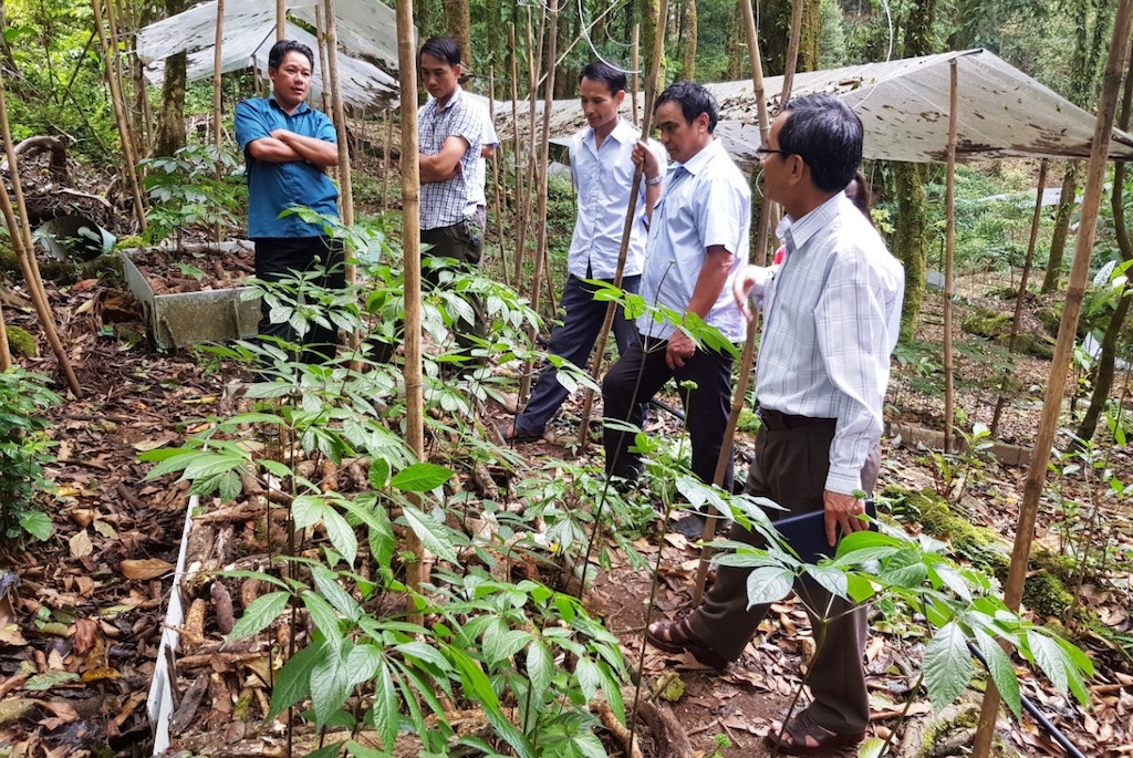 Chính quyền xã Trà Vân đã đề xuất bổ sung Trà Vân vào vùng quy hoạch phát triển sâm Ngọc Linh.