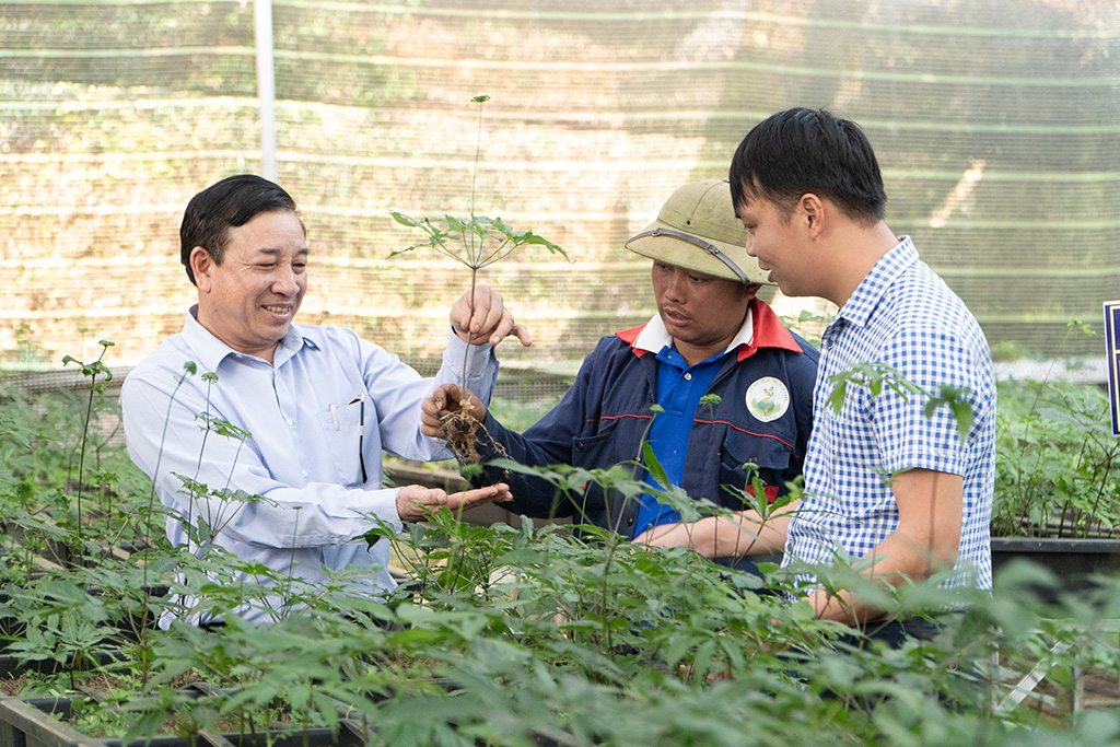 HTX Bảo tồn và phát triển Sâm núi Lai Châu đã thực hiện bảo tồn nguồn gen quý và sẵn sàng cung ứng nguồn sâm giống cho bà con.