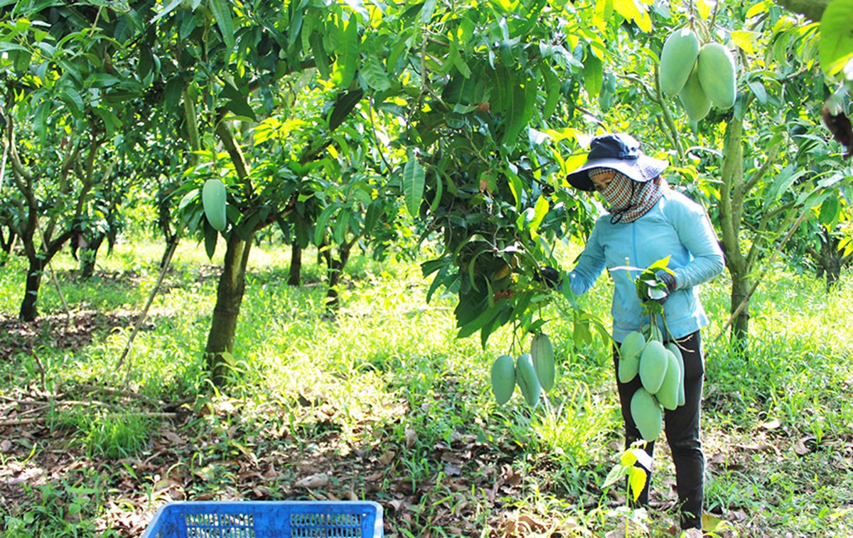Nông dân, HTX giàu lên nhờ nông nghiệp chuỗi giá trị &lpar;Ảnh:BĐN&rpar;.
