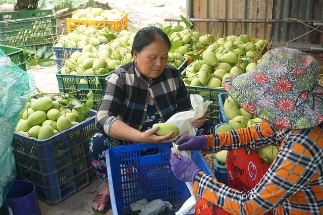 HTX dịch vụ nông nghiệp Tịnh Thới được UBND tỉnh phê duyệt triển khai mô hình HTX nông nghiệp đảm nhiệm các dịch vụ đầu vào, sơ chế chế biến và đầu ra trong chuỗi giá trị nông sản.