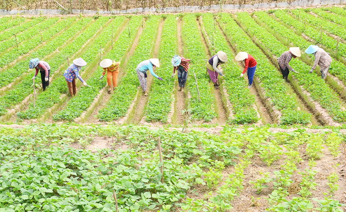 HTX đang là một trong những nhân tố quan trọng trong xây dựng nông thôn mới ở Định Hòa &lpar;Ảnh: BAG&rpar;.