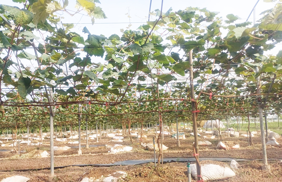 Khu trồng nho hữu cơ của HTX Nông trại hữu cơ Thái Bình.