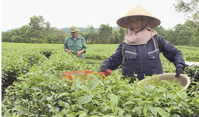 Phong trào trồng chè ở xã Hương Đô đã mang lại thu nhập cao cho bà con địa phương.