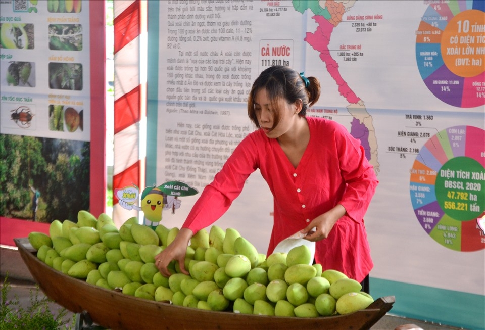 Xoài được chọn là một trong 5 ngành hàng chủ lực thực hiện thí điểm trong Đề án tái cơ cấu ngành nông nghiệp của phường Cao Lãnh.