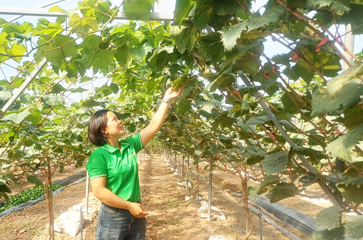 Chị Phạm Thị Hương là người sáng lập HTX Nông trại hữu cơ Thái Bình.