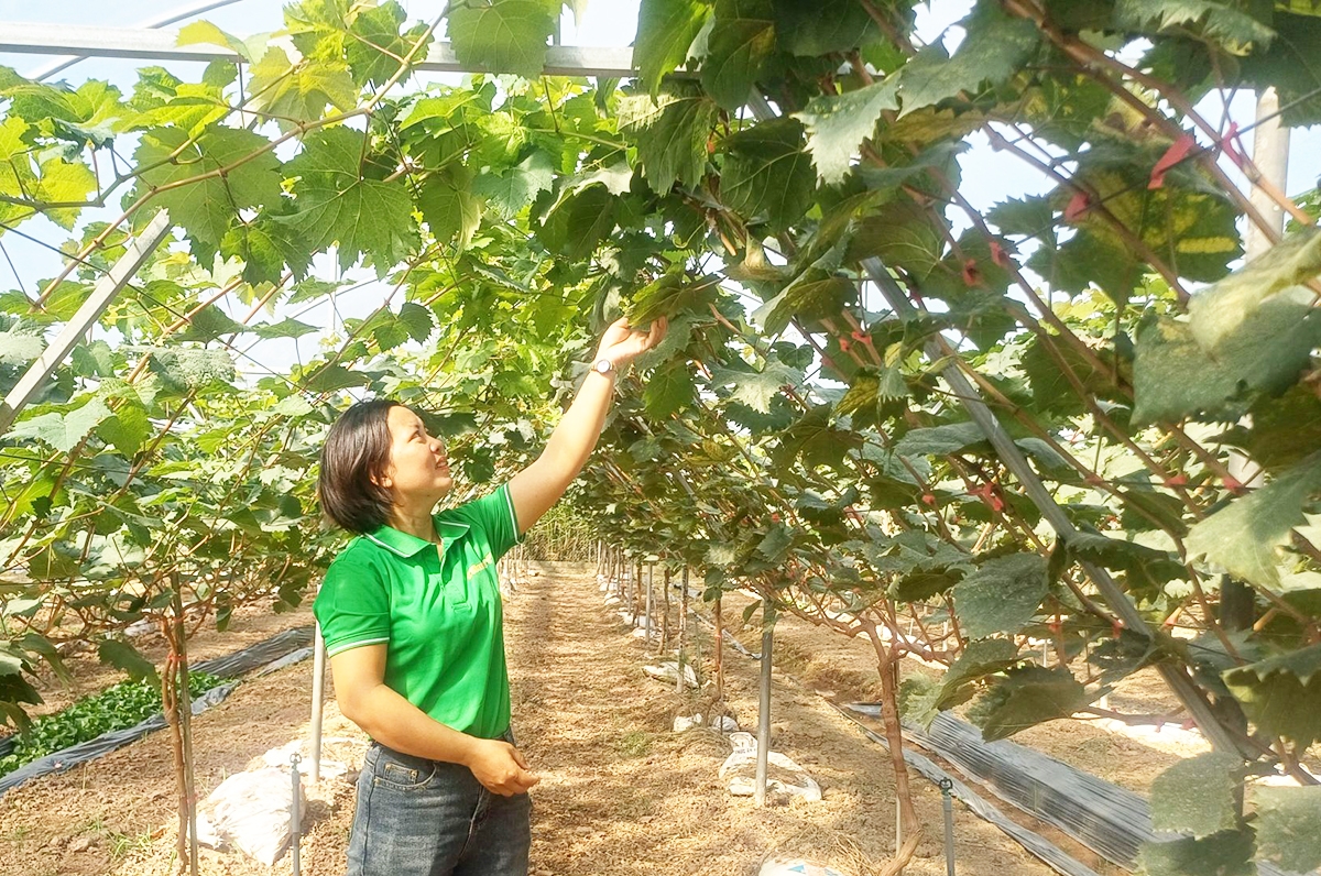 Chị Phạm Thị Hương là người sáng lập HTX Nông trại hữu cơ Thái Bình.