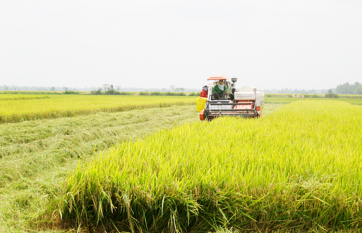 Định Hòa hiện có hàng trăm HTX, tổ hợp tác, đóng góp tích cực vào tái cơ cấu nông nghiệp hiện đại &lpar;Ảnh: BAG&rpar;.