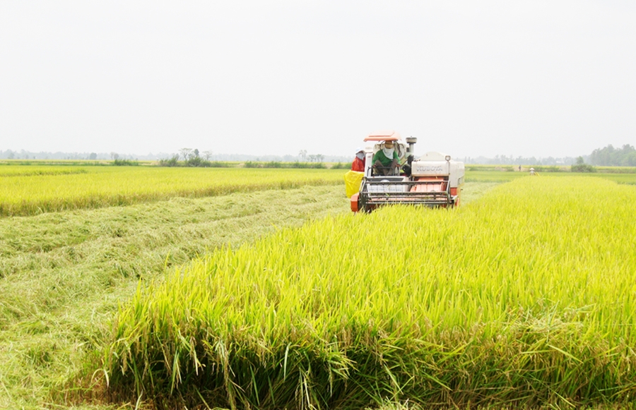 Định Hòa hiện có hàng trăm HTX, tổ hợp tác, đóng góp tích cực vào tái cơ cấu nông nghiệp hiện đại &lpar;Ảnh: BAG&rpar;.