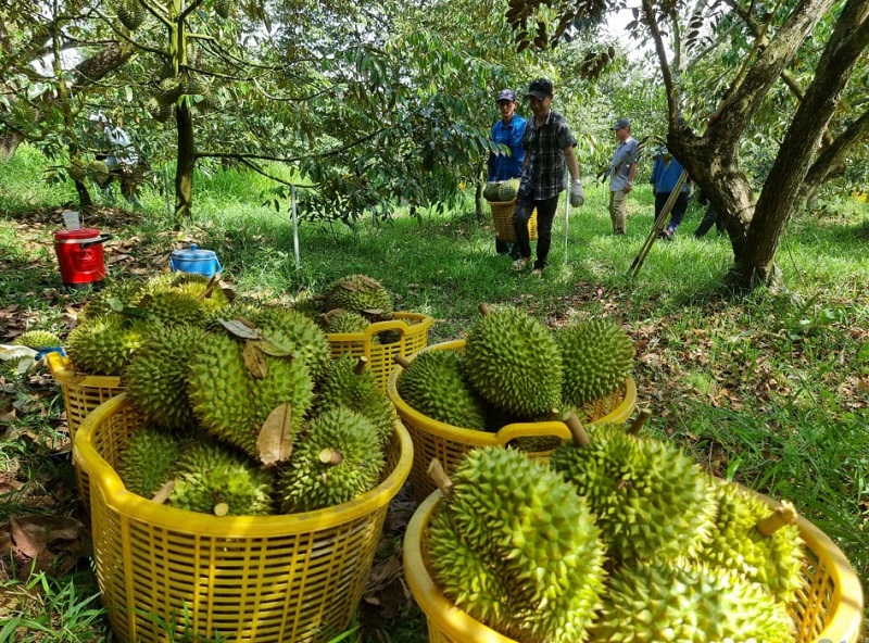 Sầu riêng Việt Nam sắp có tiêu chuẩn riêng để đáp ứng các yêu cầu khắt khe từ thị trường quốc tế.