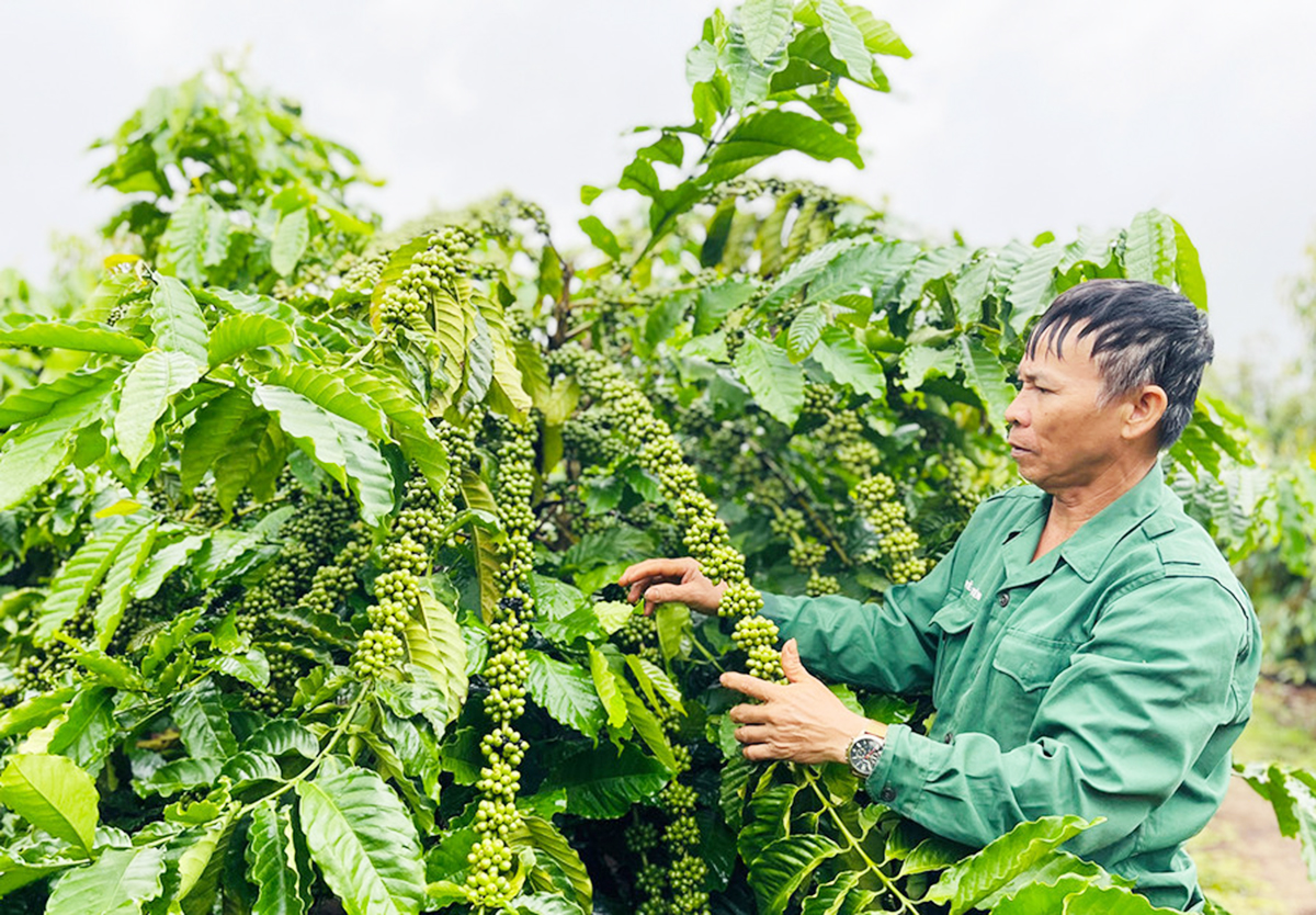 Cà phê hữu cơ cho hiệu quả kinh tế cao hơn &lpar;Ảnh: GLO&rpar;.