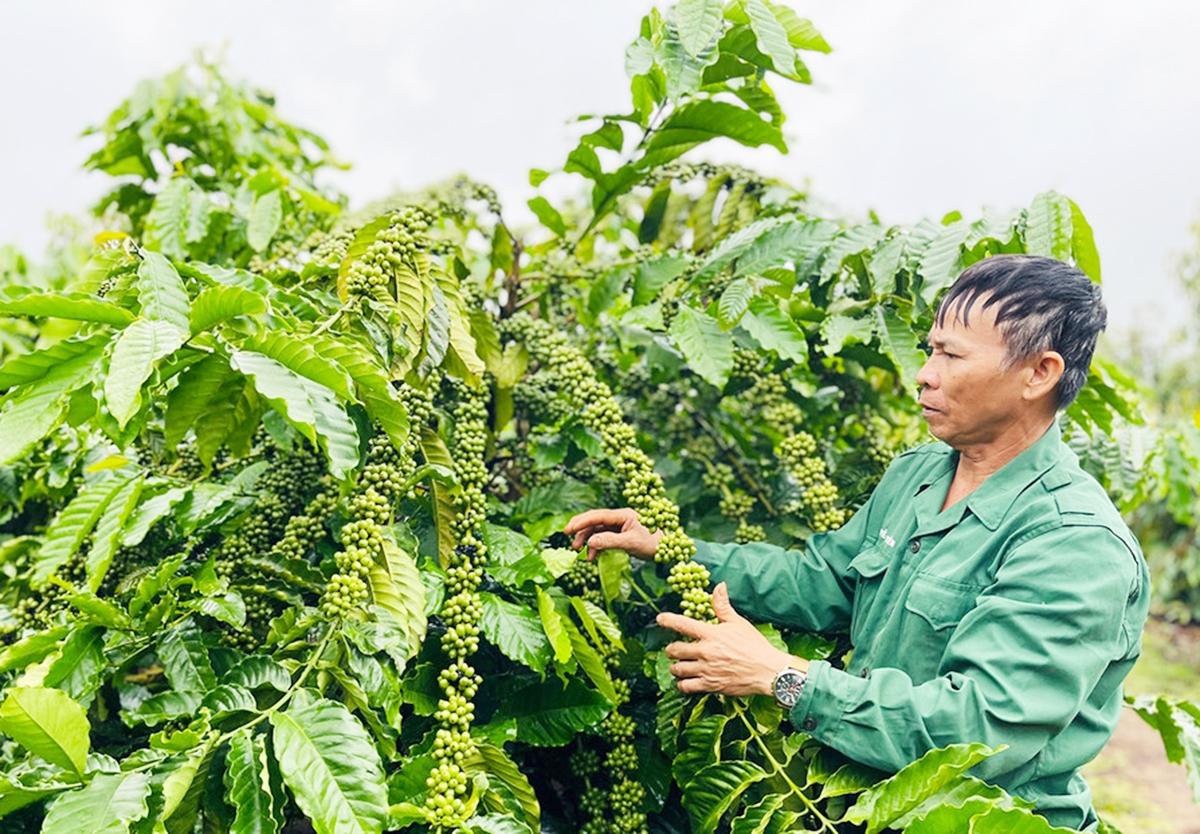 Cà phê hữu cơ cho hiệu quả kinh tế cao hơn &lpar;Ảnh: GLO&rpar;.