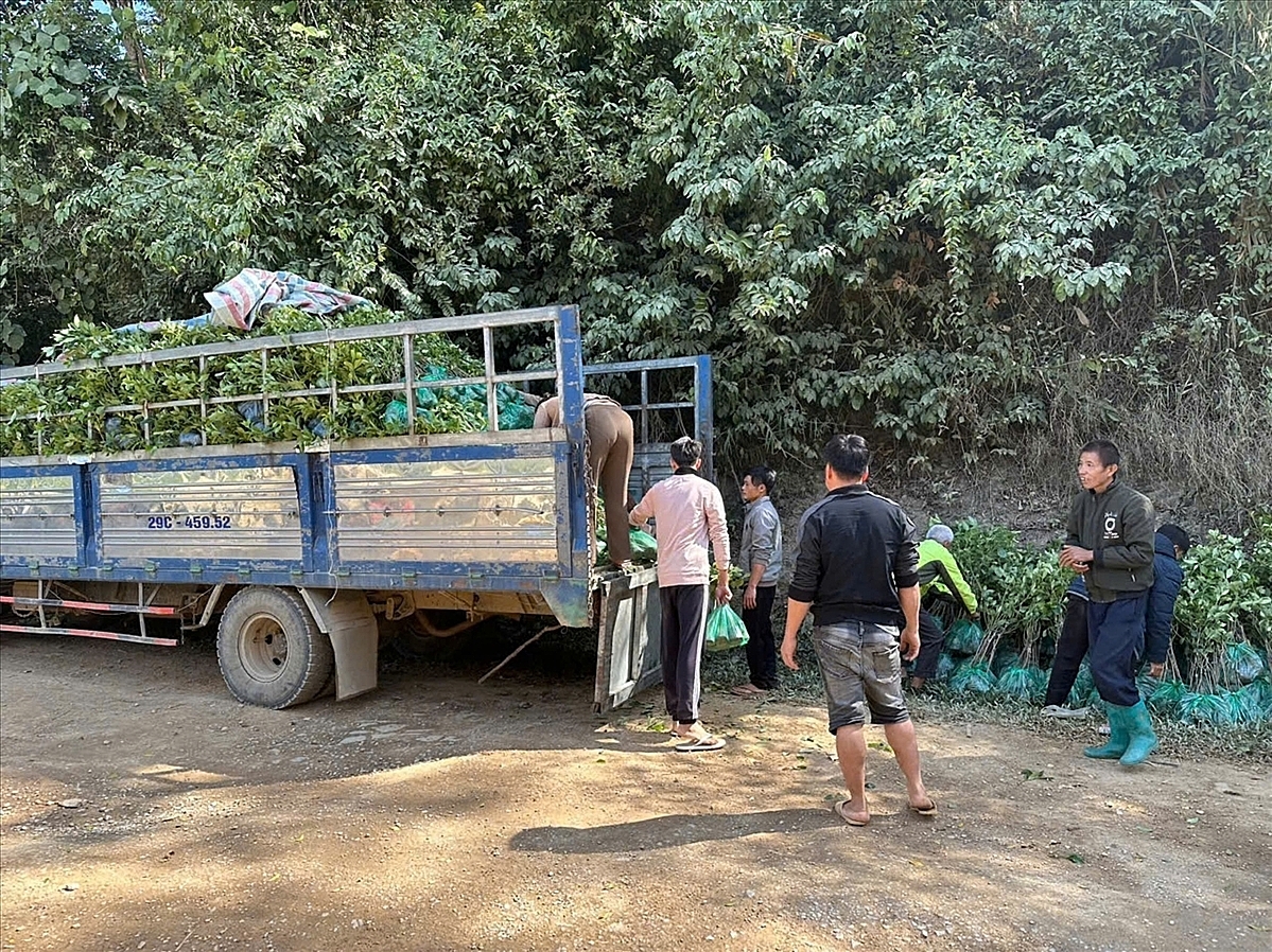 HTX sản xuất và dịch vụ Nông lâm nghiệp Liên Hợp cung cấp nguồn cây, con giống và tập huấn về kỹ thuật trồng, chăm sóc cho các thành viên.