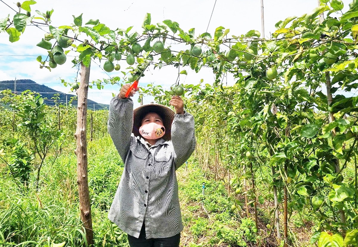 Nông nghiệp hữu cơ là chìa khóa giúp giảm nghèo, làm giàu bền vững &lpar;Ảnh: GLO&rpar;.