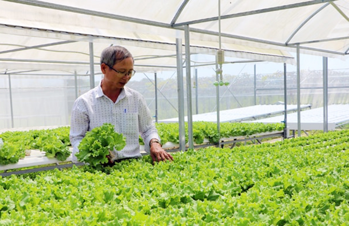 Những thành công trong tái cơ cấu nông nghiệp là nền tảng xây dựng nông thôn mới ở Đà Nẵng &lpar;Ảnh: BĐN&rpar;.