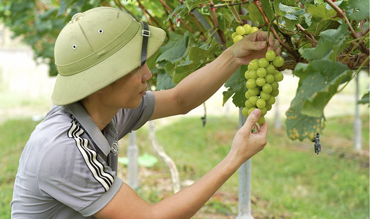 Anh Nguyễn Thế Hoàn đã cải tạo 1.200 m² đất đồi để trồng giống nho mẫu đơn.