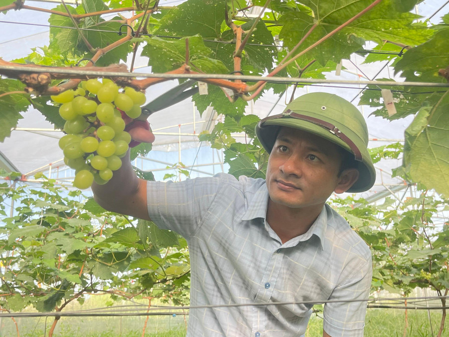 Vườn nho mẫu đơn của HTX Rau củ quả và dịch vụ tổng hợp Thạch Hạ đã bắt đầu cho ra những chùm quả ngọt.