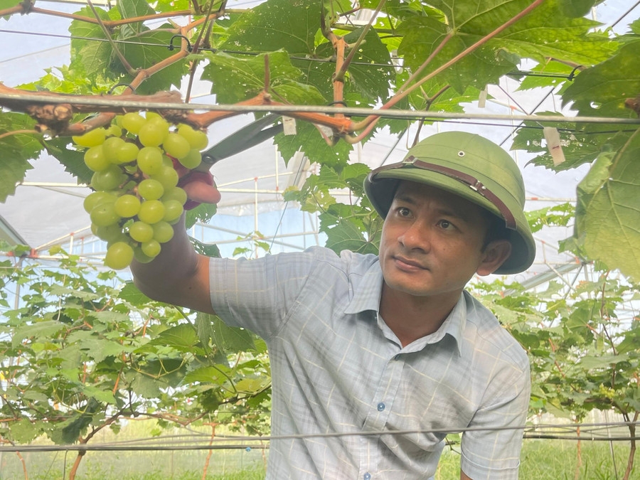 Vườn nho mẫu đơn của HTX Rau củ quả và dịch vụ tổng hợp Thạch Hạ đã bắt đầu cho ra những chùm quả ngọt.
