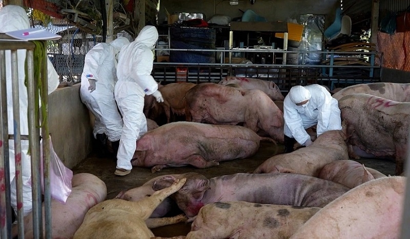 Từ đầu năm 2025 đến nay, cả nước đã xảy ra 972 ổ bệnh Dịch tả lợn châu Phi tại 718 xã, phường thuộc 33/34 tỉnh, thành phố.