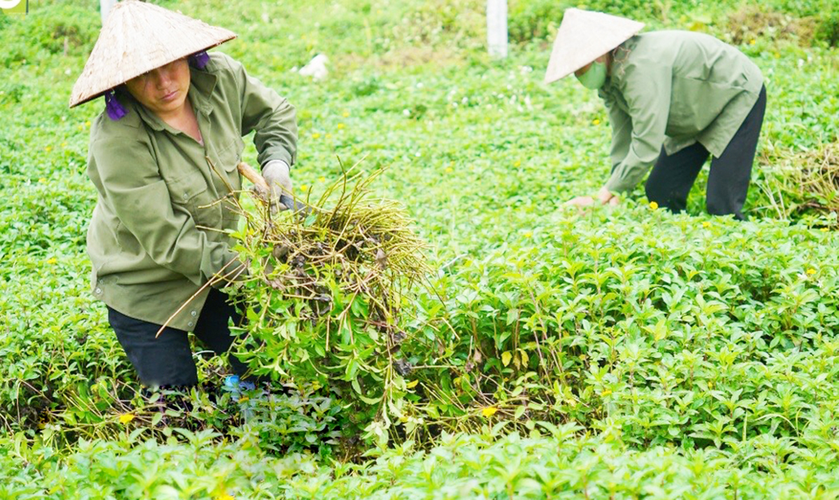 Ninh Bình sẽ tiếp tục phát triển các vùng trồng dược liệu theo chuỗi giá trị để xóa đói giảm nghèo, nâng cao thu nhập cho người dân.