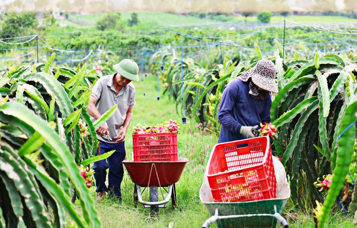 Nông nghiệp hiệu quả là nền tảng để Lâm Đồng thúc đẩy nông thôn mới đẹp và giàu &lpar;Ảnh: LĐO&rpar;.