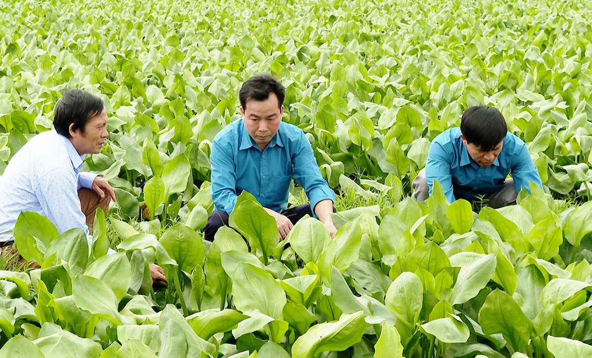 Cây dược liệu đang trở thành cây làm giàu của nhiều HTX, nông dân tỉnh Ninh Bình.