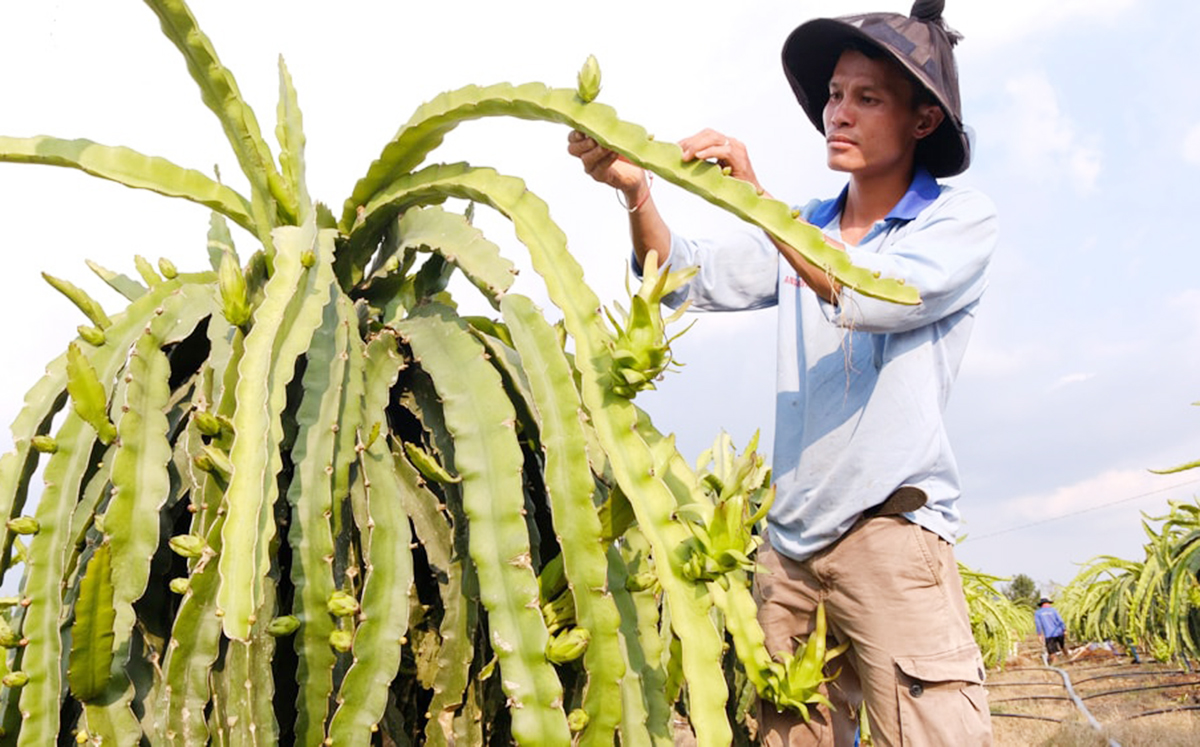 Sản xuất nông nghiệp ở Lâm Đồng đang chuyển biến tích cực theo hướng hiện đại &lpar;Ảnh: LĐO&rpar;.