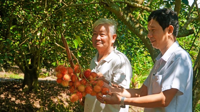 Vườn chôm chôm hơn 10 công của ông Võ Văn Bê, Chủ tịch HĐQT, Giám đốc HTX Chôm chôm Java Tân Khánh.
