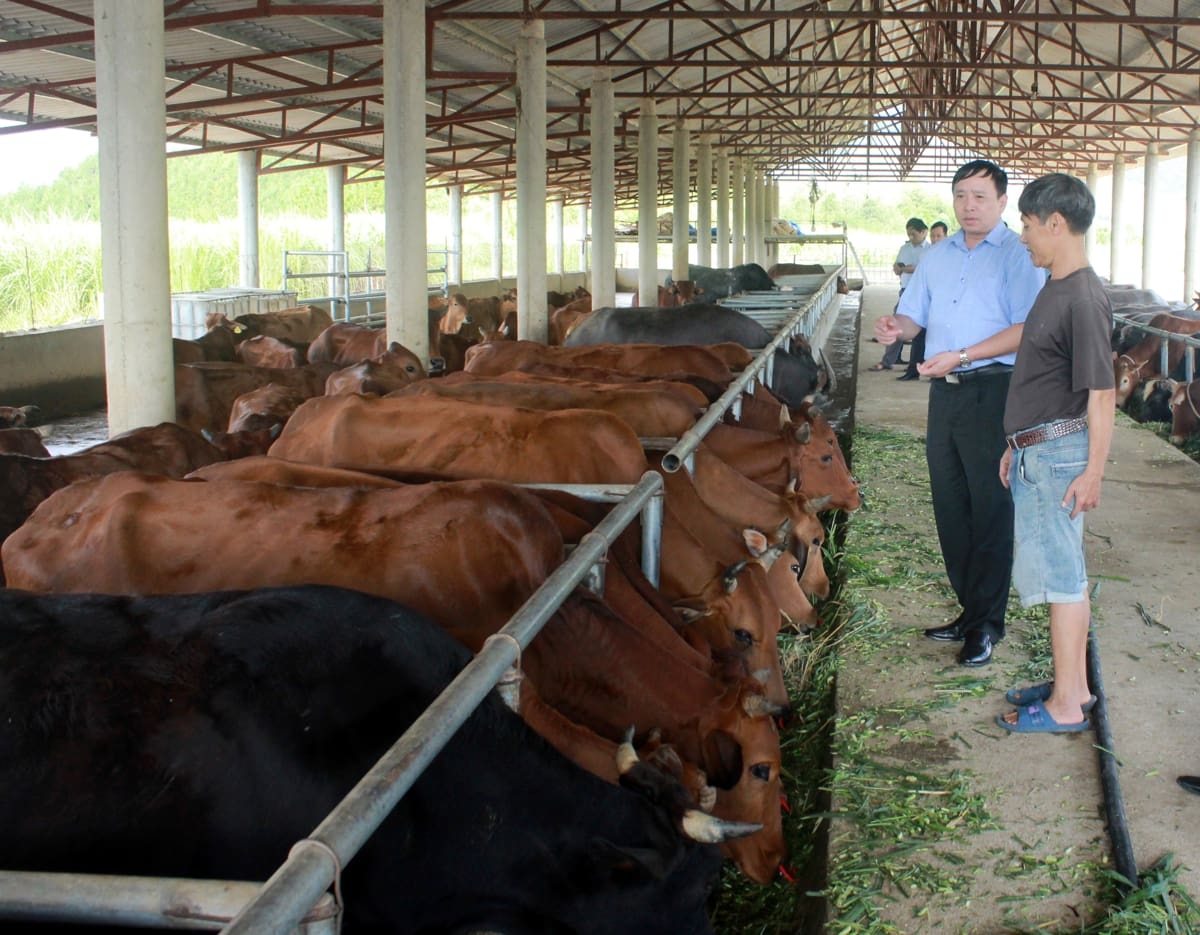 HTX Dung Bảo thiết kế khu chăn nuôi rộng hơn 1.000m2 với quy trình khép kín.