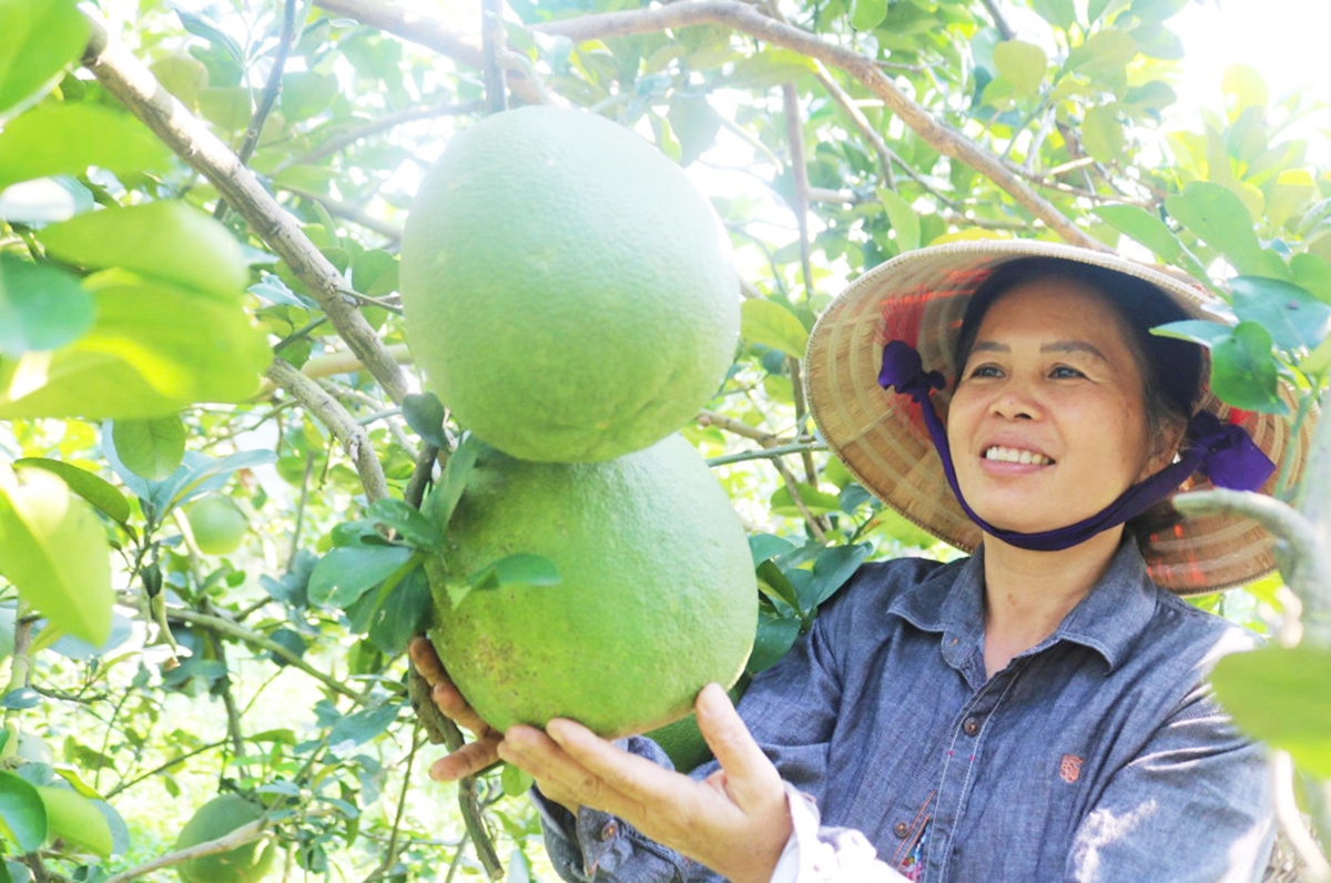Thành công trong chuyển đổi sản xuất nông nghiệp là nền tảng xây dựng nông thôn mới ở Tây Ninh.