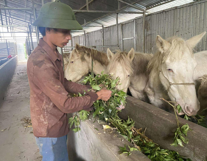 Mô hình nuôi ngựa bạch theo hướng sinh học của HTX Mý Dao không chỉ giúp tăng giá trị sản phẩm còn góp phần bảo vệ môi trường, nâng cao thu nhập cho các thành viên.