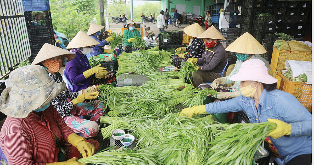 HTX rau củ quả an toàn Tân Đông có 2.000 m² dành làm khu sơ chế, đóng gói và phân phối nông sản.