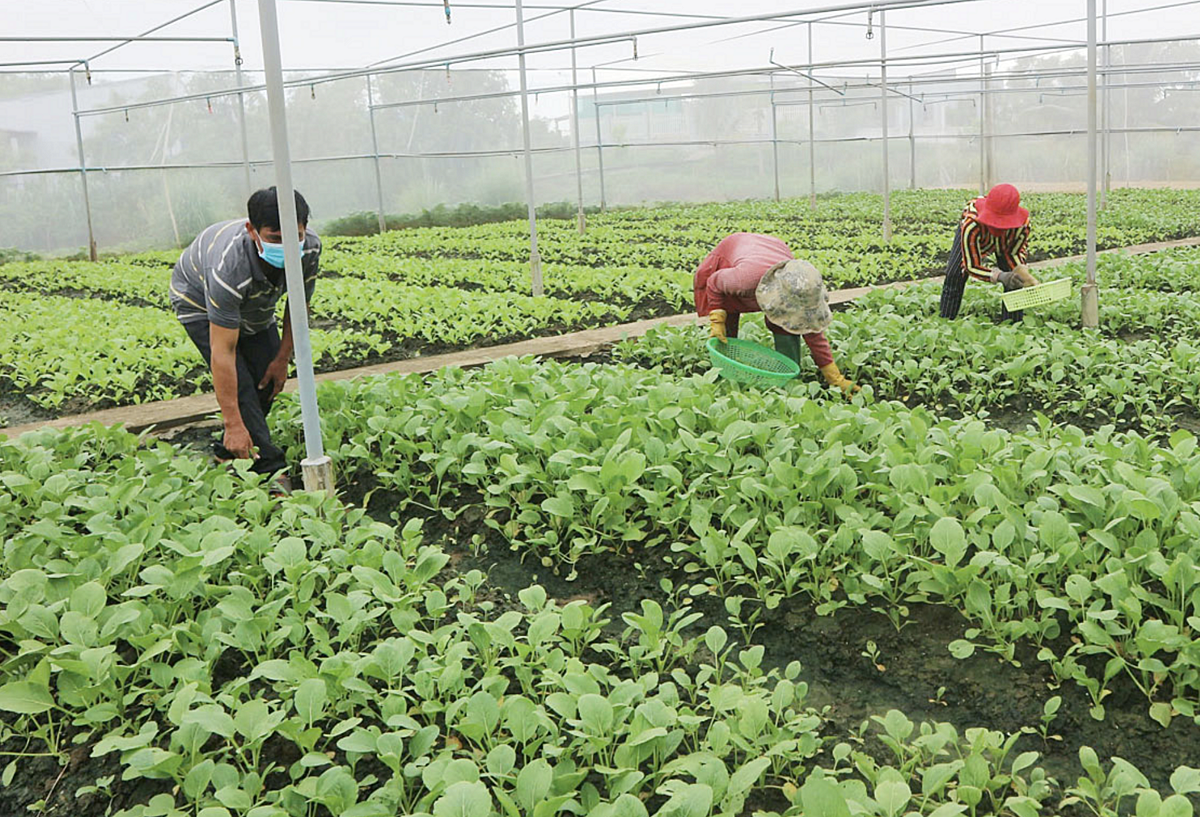 Sản phẩm rau của HTX rau củ quả an toàn Tân Đông được sản xuất rau theo tiêu chuẩn VietGAP.