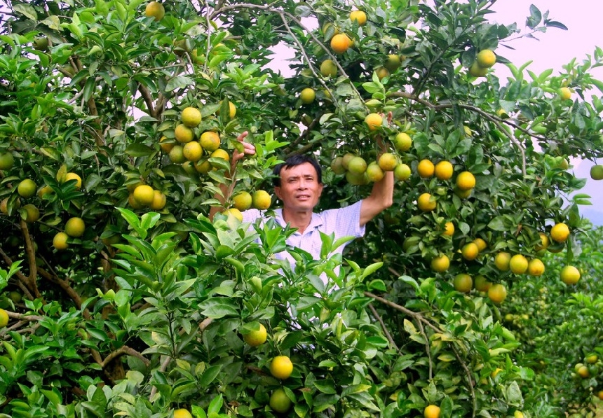 Với hàng triệu héc-ta đất nông lâm nghiệp, Bắc Trung Bộ từ lâu được xác định là vùng trọng điểm trong chiến lược phát triển nông nghiệp quốc gia.